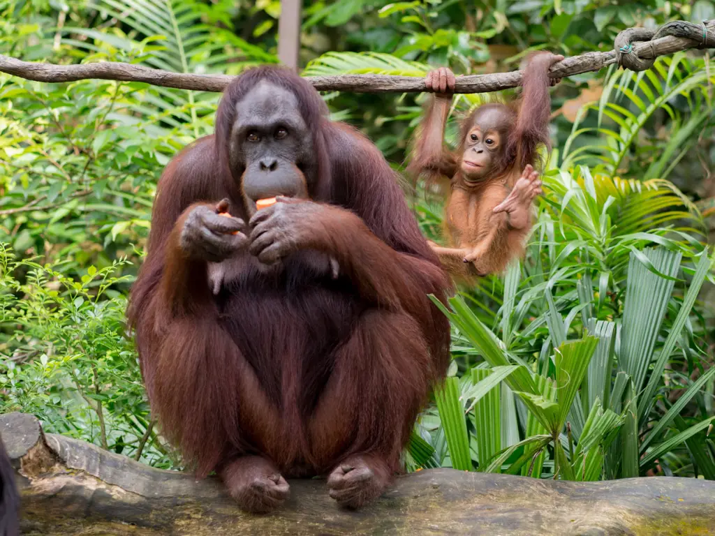 Singapore Zoo