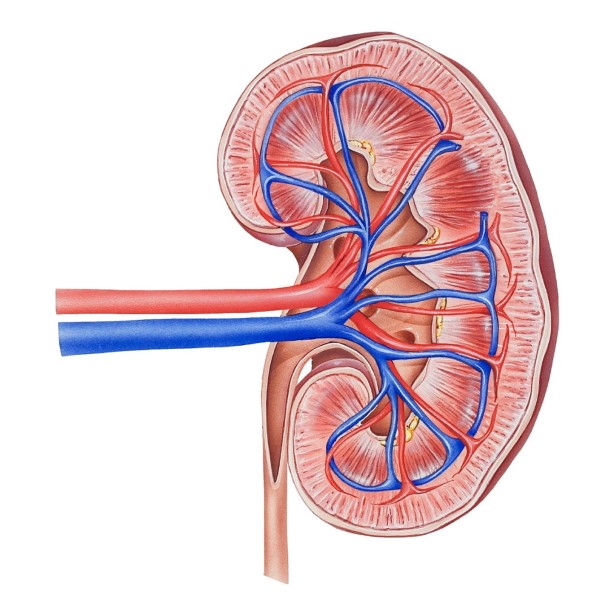 kidney.jpg